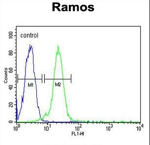 KIAA0226L Antibody - C13orf18 Antibody flow cytometry of Ramos cells (right histogram) compared to a negative control cell (left histogram). FITC-conjugated goat-anti-rabbit secondary antibodies were used for the analysis.