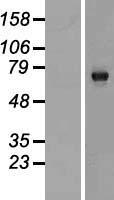 KIAA0226L Protein - Western validation with an anti-DDK antibody * L: Control HEK293 lysate R: Over-expression lysate