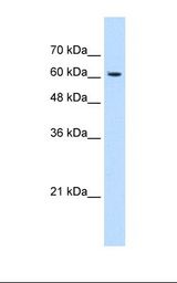 KIAA0319 Antibody - HepG2 cell lysate. Antibody concentration: 1.25 ug/ml. Gel concentration: 12%.  This image was taken for the unconjugated form of this product. Other forms have not been tested.