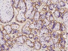KIAA0355 Antibody - Immunochemical staining of human KIAA0355 in human placenta with rabbit polyclonal antibody at 1:500 dilution, formalin-fixed paraffin embedded sections.