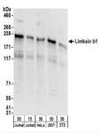 KIAA0430 Antibody - Detection of Human and Mouse Limkain b1 by Western Blot. Samples: Whole cell lysate from Jurkat (15 and 50 ug), HeLa (50 ug), 293T (50 ug), and mouse NIH3T3 (50 ug) cells. Antibodies: Affinity purified rabbit anti-Limkain b1 antibody used for WB at 0.1 ug/ml. Detection: Chemiluminescence with an exposure time of 30 seconds.