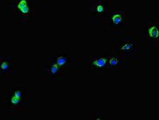 KIAA0513 Antibody - Immunofluorescent analysis of HepG2 cells using KIAA0513 Antibody at dilution of 1:100 and Alexa Fluor 488-congugated AffiniPure Goat Anti-Rabbit IgG(H+L)