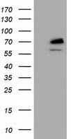 KIAA0517 / TRIM2 Antibody - HEK293T cells were transfected with the pCMV6-ENTRY control (Left lane) or pCMV6-ENTRY TRIM2 (Right lane) cDNA for 48 hrs and lysed. Equivalent amounts of cell lysates (5 ug per lane) were separated by SDS-PAGE and immunoblotted with anti-TRIM2.