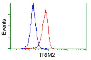 KIAA0517 / TRIM2 Antibody - Flow cytometry of HeLa cells, using anti-TRIM2 antibody (Red), compared to a nonspecific negative control antibody (Blue).