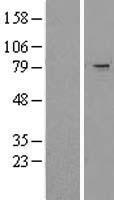 KIAA0517 / TRIM2 Protein - Western validation with an anti-DDK antibody * L: Control HEK293 lysate R: Over-expression lysate
