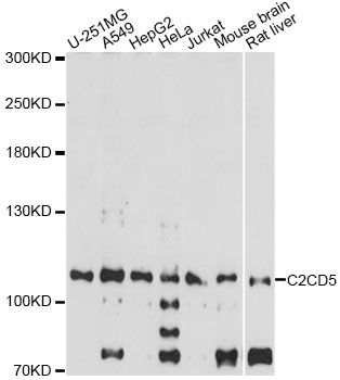 KIAA0528 Antibody - Western blot analysis of extracts of various cell lines, using C2CD5 antibody at 1:1000 dilution. The secondary antibody used was an HRP Goat Anti-Rabbit IgG (H+L) at 1:10000 dilution. Lysates were loaded 25ug per lane and 3% nonfat dry milk in TBST was used for blocking. An ECL Kit was used for detection and the exposure time was 90s.