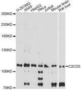 KIAA0528 Antibody - Western blot analysis of extracts of various cell lines, using C2CD5 antibody at 1:1000 dilution. The secondary antibody used was an HRP Goat Anti-Rabbit IgG (H+L) at 1:10000 dilution. Lysates were loaded 25ug per lane and 3% nonfat dry milk in TBST was used for blocking. An ECL Kit was used for detection and the exposure time was 90s.