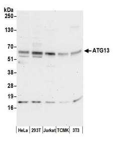 KIAA0652 / ATG13 Antibody - Detection of human and mouse ATG13 by western blot. Samples: Whole cell lysate (50 µg) from HeLa, HEK293T, Jurkat, mouse TCMK-1, and mouse NIH 3T3 cells prepared using NETN lysis buffer. Antibody: Affinity purified rabbit anti-ATG13 antibody used for WB at 0.1 µg/ml. Detection: Chemiluminescence with an exposure time of 30 seconds.