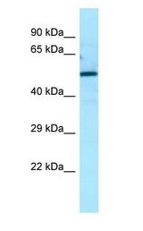 KIAA0652 / ATG13 Antibody - KIAA0652 / ATG13 antibody Western Blot of 293T.  This image was taken for the unconjugated form of this product. Other forms have not been tested.
