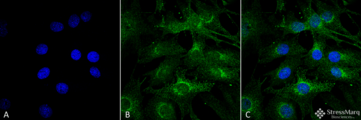 KIAA0652 / ATG13 Antibody - Immunocytochemistry/Immunofluorescence analysis using Rabbit Anti-ATG13 Polyclonal Antibody. Tissue: Myoblast cell line (C2C12). Species: Mouse. Fixation: 4% Formaldehyde for 15 min at RT. Primary Antibody: Rabbit Anti-ATG13 Polyclonal Antibody  at 1:100 for 60 min at RT. Secondary Antibody: Goat Anti-Rabbit ATTO 488 at 1:100 for 60 min at RT. Counterstain: DAPI (blue) nuclear stain at 1:5000 for 5 min RT. Localization: Cytoplasm, Cytosol. Magnification: 60X. (A) DAPI (blue) nuclear stain (B) Phalloidin Texas Red F-Actin stain (C) ATG13 Antibody (D) Composite.