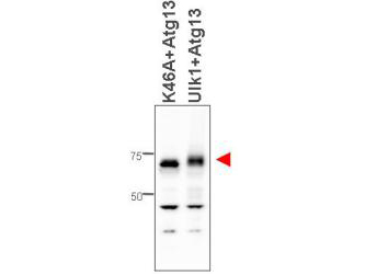 KIAA0652 / ATG13 Antibody - Western blot of affinity purified anti-ATG13 antibody shows detection of ATG13 in 293T cells engineered to coexpress Ulk1 and Atg13 (Ulk1 + Atg13), right lane, but not in the left lane in which was loaded kinase-dead hypophosphorylated Ulk1-K46A mutant + ATG13. Detection is demonstrated at approximately 57 kDa. The antibody was purified and resolved by SDS-PAGE, then transferred to nitrocellulose membrane. The membrane was blocked with 5% Blotto (p/n B501-0500) and probed with the primary antibody at 1g/mL overnight at 4C. After washing, the membrane was probed with Goat Anti-Rabbit HRP secondary 1:5000 in detection buffer (p/n MB-070) for 45 minutes at room temperature. In collaboration with Charles Dorsey at Eli Lilly, Indianapolis, IN and John Cleveland at Scripps, Jupiter, FL.