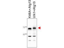 KIAA0652 / ATG13 Antibody - Western blot of affinity purified anti-ATG13 antibody shows detection of ATG13 in 293T cells engineered to coexpress Ulk1 and Atg13 (Ulk1 + Atg13), right lane, but not in the left lane in which was loaded kinase-dead hypophosphorylated Ulk1-K46A mutant + ATG13. Detection is demonstrated at approximately 57 kDa. The antibody was purified and resolved by SDS-PAGE, then transferred to nitrocellulose membrane. The membrane was blocked with 5% Blotto (p/n B501-0500) and probed with the primary antibody at 1g/mL overnight at 4C. After washing, the membrane was probed with Goat Anti-Rabbit HRP secondary 1:5000 in detection buffer (p/n MB-070) for 45 minutes at room temperature. In collaboration with Charles Dorsey at Eli Lilly, Indianapolis, IN and John Cleveland at Scripps, Jupiter, FL.