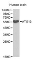 KIAA0652 / ATG13 Antibody - Western blot of ATG13 pAb in extracts from Human brain tissue.