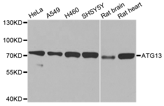 KIAA0652 / ATG13 Antibody - Western blot analysis of extracts of various cell lines, using ATG13 antibody at 1:1000 dilution. The secondary antibody used was an HRP Goat Anti-Rabbit IgG (H+L) at 1:10000 dilution. Lysates were loaded 25ug per lane and 3% nonfat dry milk in TBST was used for blocking. An ECL Kit was used for detection and the exposure time was 10s.