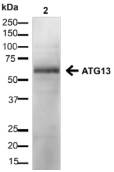 KIAA0652 / ATG13 Antibody - Detection of Atg13 in HEK 293 cell lysate.