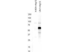 KIAA0652 / ATG13 Antibody - Western blot of affinity purified anti-ATG13 pS318 antibody shows detection of phosphorylated ATG13 in 293T cells engineered to coexpress Ulk1 and Atg13 (Ulk1 + Atg13). In the left lane was loaded kinase-dead hypophosphorylated Ulk1-K46A mutant + ATG13. The right lane contains the 293T Ulk1 + ATG13 lysate and shows detection at approximately 57 kDa. The antibody was purified and resolved by SDS-PAGE, then transferred to nitrocellulose membrane. The membrane was blocked with 5% Blotto (p/n B501-0500) and probed with the primary antibody at 1g/mL overnight at 4C. After washing, the membrane was probed with Goat Anti-Rabbit HRP secondary 1:5000 in detection buffer (p/n MB-070) for 45 minutes at room temperature. In collaboration with Charles Dorsey at Eli Lilly, Indianapolis, IN and John Cleveland at Scripps, Jupiter, FL.