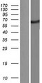 KIAA0652 / ATG13 Protein - Western validation with an anti-DDK antibody * L: Control HEK293 lysate R: Over-expression lysate
