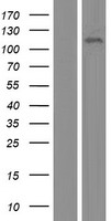 KIAA0692 / ANKLE2 Protein - Western validation with an anti-DDK antibody * L: Control HEK293 lysate R: Over-expression lysate