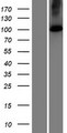 KIAA0703 / SPCA2 Protein - Western validation with an anti-DDK antibody * L: Control HEK293 lysate R: Over-expression lysate