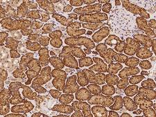 KIAA0825 Antibody - Immunochemical staining of human KIAA0825 in human kidney with rabbit polyclonal antibody at 1:100 dilution, formalin-fixed paraffin embedded sections.