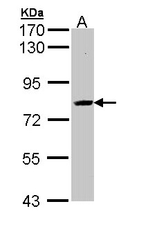 KIAA0828 / AHCYL2 Antibody - Sample (30 ug of whole cell lysate). A: Raji. 7.5% SDS PAGE. KIAA0828 / AHCYL2 antibody diluted at 1:1000.