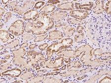 KIAA0828 / AHCYL2 Antibody - Immunochemical staining of human AHCYL2 in human kidney with rabbit polyclonal antibody at 1:100 dilution, formalin-fixed paraffin embedded sections.