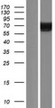 KIAA0828 / AHCYL2 Protein - Western validation with an anti-DDK antibody * L: Control HEK293 lysate R: Over-expression lysate