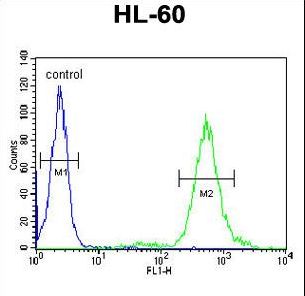 KIAA0922 Antibody - T131L Antibody flow cytometry of HL-60 cells (right histogram) compared to a negative control cell (left histogram). FITC-conjugated goat-anti-rabbit secondary antibodies were used for the analysis.
