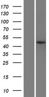 KIAA0930 Protein - Western validation with an anti-DDK antibody * L: Control HEK293 lysate R: Over-expression lysate