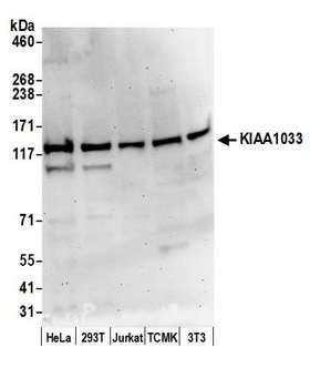 KIAA1033 Antibody - Detection of human and mouse KIAA1033 by western blot. Samples: Whole cell lysate (50 µg) from HeLa, HEK293T, Jurkat, mouse TCMK-1, and mouse NIH 3T3 cells prepared using NETN lysis buffer. Antibody: Affinity purified rabbit anti-KIAA1033 antibody used for WB at 0.1 µg/ml. Detection: Chemiluminescence with an exposure time of 3 minutes.