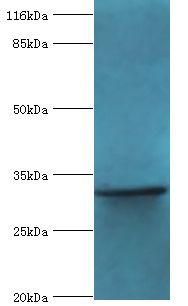 KIAA1191 Antibody - Western blot. All lanes: KIAA1191 antibody at 2 ug/ml+mouse heart tissue. Secondary antibody: Goat polyclonal to rabbit at 1:10000 dilution. Predicted band size: 33 kDa. Observed band size: 33 kDa.  This image was taken for the unconjugated form of this product. Other forms have not been tested.