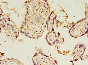KIAA1191 Antibody - Immunohistochemistry of paraffin-embedded human placenta tissue using antibody at 1:100 dilution.  This image was taken for the unconjugated form of this product. Other forms have not been tested.