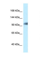 KIAA1267 Antibody - KIAA1267 antibody Western blot of ACHN Cell lysate. Antibody concentration 1 ug/ml.  This image was taken for the unconjugated form of this product. Other forms have not been tested.