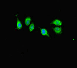 KIAA1267 Antibody - Immunofluorescent analysis of A549 cells diluted at 1:100 and Alexa Fluor 488-congugated AffiniPure Goat Anti-Rabbit IgG(H+L)