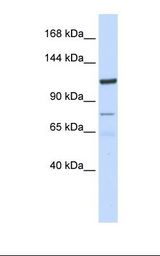 KIAA1324 / maba1 Antibody - Hela cell lysate. Antibody concentration: 1.0 ug/ml. Gel concentration: 6-18%.  This image was taken for the unconjugated form of this product. Other forms have not been tested.
