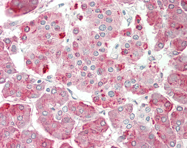 KIAA1324 / maba1 Antibody - Human Pancreas: Formalin-Fixed, Paraffin-Embedded (FFPE).  This image was taken for the unconjugated form of this product. Other forms have not been tested.