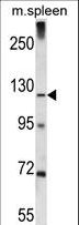 KIAA1324 / maba1 Antibody - K1324 Antibody western blot of mouse spleen tissue lysates (35 ug/lane). The K1324 antibody detected the K1324 protein (arrow).