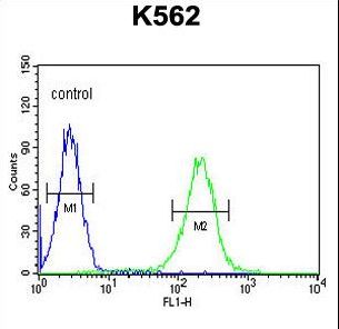 KIAA1324L Antibody - KIAA1324L Antibody flow cytometry of K562 cells (right histogram) compared to a negative control cell (left histogram). FITC-conjugated goat-anti-rabbit secondary antibodies were used for the analysis.