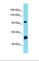 KIAA1429 Antibody - Western blot of U937. LRRC14B antibody dilution 1.0 ug/ml.  This image was taken for the unconjugated form of this product. Other forms have not been tested.
