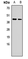 KIAA1456 / C8orf79 Antibody