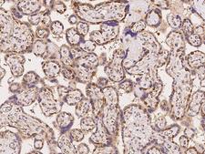 KIAA1462 Antibody - Immunochemical staining of human KIAA1462 in human placenta with rabbit polyclonal antibody at 1:100 dilution, formalin-fixed paraffin embedded sections.