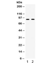 KIAA1524 / p90 Autoantigen Antibody