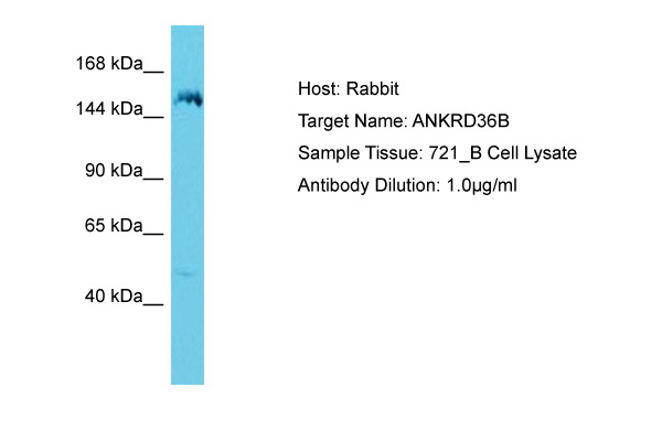 KIAA1641 Antibody -  This image was taken for the unconjugated form of this product. Other forms have not been tested.