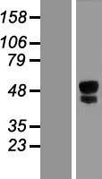 KIAA1754L / ITPRIPL1 Protein - Western validation with an anti-DDK antibody * L: Control HEK293 lysate R: Over-expression lysate
