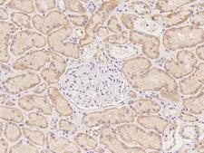 KIAA1755 Antibody - Immunochemical staining of human KIAA1755 in human kidney with rabbit polyclonal antibody at 1:100 dilution, formalin-fixed paraffin embedded sections.