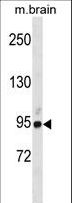 KIAA1811 / BRSK1 Antibody - BRSK1 Antibody western blot of mouse brain tissue lysates (35 ug/lane). The BRSK1 antibody detected the BRSK1 protein (arrow).