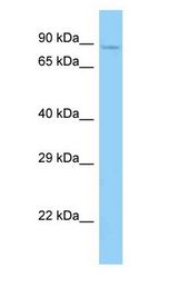 KIAA1811 / BRSK1 Antibody - KIAA1811 / BRSK1 antibody Western Blot of Mouse Heart.  This image was taken for the unconjugated form of this product. Other forms have not been tested.