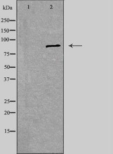 KIAA1811 / BRSK1 Antibody - Western blot analysis of extracts of 293 cells using BRSK1 antibody. The lane on the left is treated with the antigen-specific peptide.