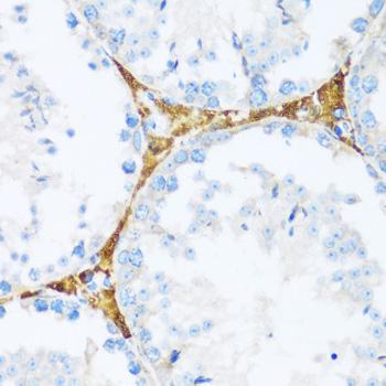 KIAA1811 / BRSK1 Antibody - Immunohistochemistry of paraffin-embedded Mouse testis using BRSK1 Polyclonal Antibody at dilution of 1:100 (40x lens).