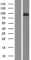 KIAA1811 / BRSK1 Protein - Western validation with an anti-DDK antibody * L: Control HEK293 lysate R: Over-expression lysate